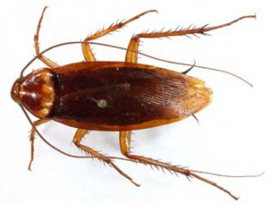 Американска (Periplaneta americana)