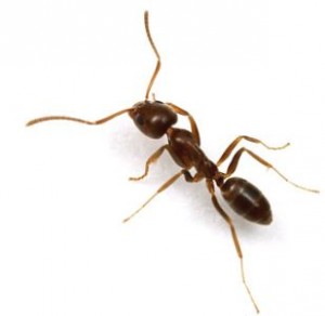 мравка
