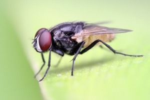 Унищожаване на мухи