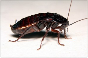 факти за хлебарките