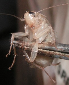 хлебарка със сменена кожа